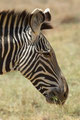 Grévy-Zebra-Porträt - Samburu National Reserve/ Kenia 2014