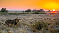 Hoher Kitschfaktor... - Central Kalahari Game Reserve/ Botswana 2013