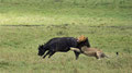 Büffelt stört paarungsbereiten Löwen - Masai Mara/ Kenia 2014
