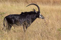 Mächtige Säbelantilope - Hwange National Park/ Simbabwe 2013