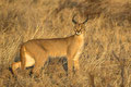 Scheuer Karakal - Samburu National Park/ Kenia 2014