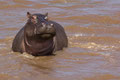 Hippo im feuchten Element - Masai Mara/ Kenia 2011