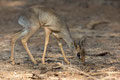 Dik-Dik - Samburu National Reserve/ Kenia 2014