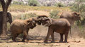 Spielfreude - Samburu National Reserve/ Kenia 2012