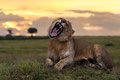 Schlafenszeit - Masai Mara/ Kenia 2012