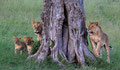 Löwen an ihrem Lieblingsbaum - Masai Mara/ Kenia 2011