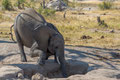 Auf der Suche nach Wasser - Hwange National Park/ Simbabwe 2013