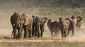 Staubige Herde - Samburu National Park/ Kenia 2014