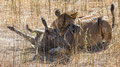 Löwin killt Warzenschwein - Chobe National Park/ Botswana 2013