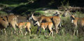 Schöne Eland-Herde - Masai Mara/ Kenia 2014