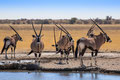 Oryx am Wasserloch - Central Kalahari Game Reserve/ Botswana 2013