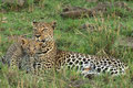 Stolze Leopardenmutter mit Nachwuchs - Masai Mara/ Kenia 2014