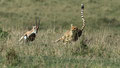 Auf der Jagd - Masai Mara/ Kenia 2014