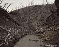 噴火による火山ガスで立ち枯れた木々。　Dead trees in volcanic gases from the eruption.