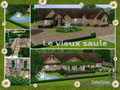 Le viaux Saule
