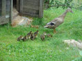 Die Enten sind geschlüpft