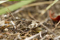 blaugeflügelte Ödlandschrecke ( male)