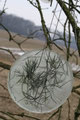 copyright erdengoldKUNSTwerk;