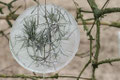 copyright erdengoldKUNSTwerk;