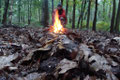 Nachts im Wald ... (Foto: E. Klein)