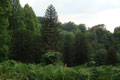 Waldbild mit der Andentanne, Staasforst Burgholz (Wuppertal), Foto: E. Klein