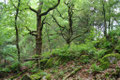 Alte Eichen am Geotop am Weg zur Hohen Ley in Mudersbach (Foto: E. Klein)