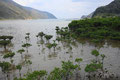 鹿児島10　奄美大島住用　若いマングローブ