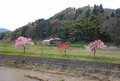 島根05　瑞穂　白と赤の混合桜