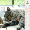 ノラネコ　カレンダー 2014-5月