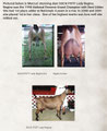 Sire's Dam  SGCH Price-O-The-Field Lady Regina LA92 EEEE Information and photos belong to Lonestar Sky Dairy Goats.