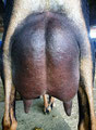 Dam's Dam:  DKGH Cid's Emmy Ester LA92 EEEE Photo Property of Greenhaven Farms.