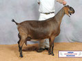 Dam:  SGCH DKGH Rockit Erin LA89 VVEE Photo Property of Greenhaven Farms