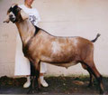 Sire's Sire  CH Price-O-The-Field Monarch LA90 EEE Photo belongs to Black Mesa Ranch