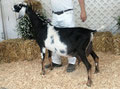 Dam's Dam:  DKGH Cid's Emmy Ester LA92 EEEE Photo Property of Greenhaven Farms.