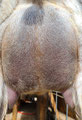 Marcus Ethos's Daughter (First Freshener) Rear Udder: DKGH ETHOS RACHEL ALEXANDRA  Photo Property of Arjoy Nubian Dairy Goats