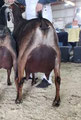 Dam:  SGCH DKGH Rockit Erin LA89 VVEE Photo Property of Greenhaven Farms