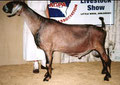 Sire:  SGCH Price-O-the-Field Royal Marcus +B LA93 EEE
