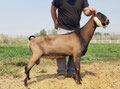 DKGH ROYAL MARCUS ETHOS (pictured at 16 months)