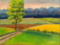 Rapsfeld 40x30