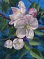 Kirschblüte 30x40