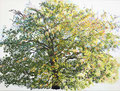 2017 "We zijn allemaal de bladeren van één boom." Citaat Thich Nhat hanh. Geschilderd door Marian van Zomeren- van Heesewijk, acrylverf op linnen 60 x 80 cm.