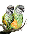 品種：塞內加爾鸚鵡