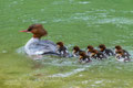 gänsesägerweibchen mit jungen