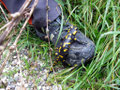 Dem Feuersalamander gefällt der Nieselregen