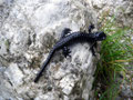 Alpensalamander