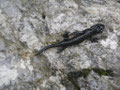 dem Alpensalamander taugt das Wetter