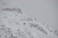 Gemsen im Bereich der Hochsteinhütte
