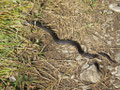eine Höllenotter (schwarze Kreuzotter)