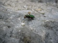 ein Feldsandlaufkäfer