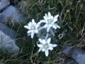 Edelweiss